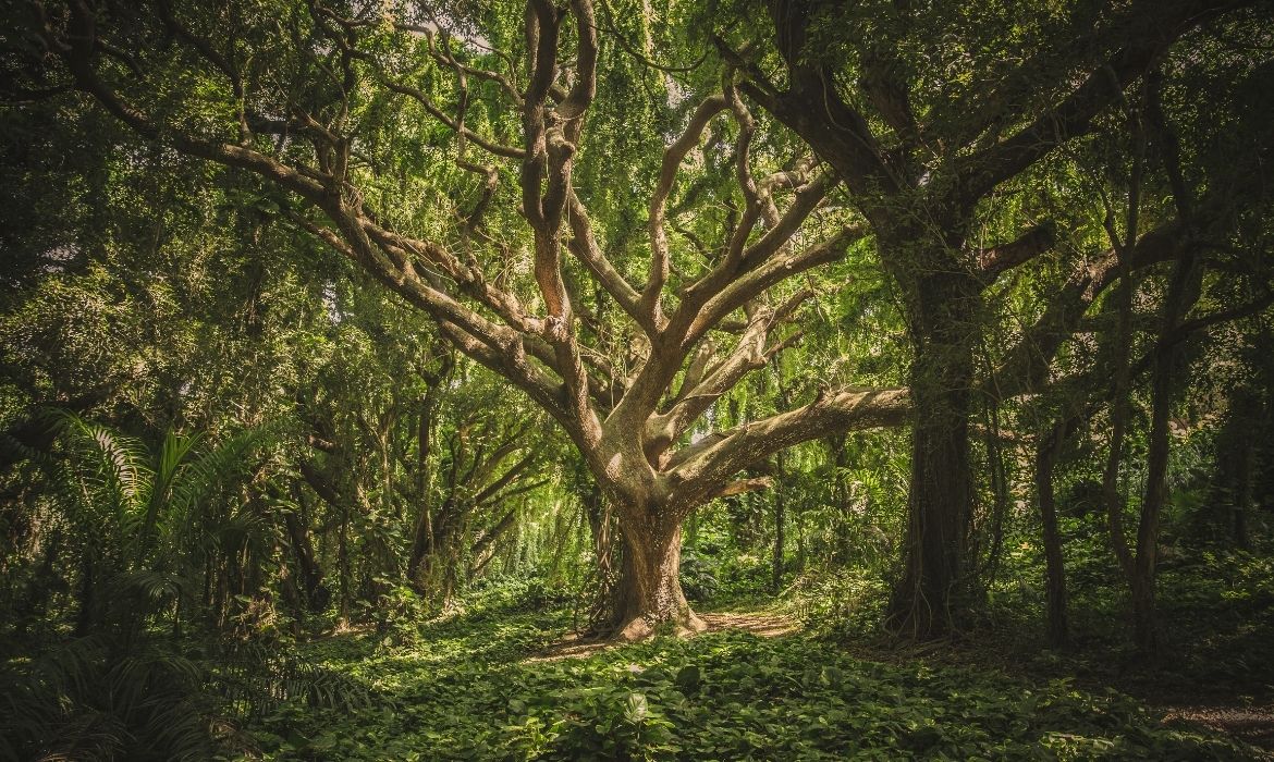 Top 9 Trees That Grow In India