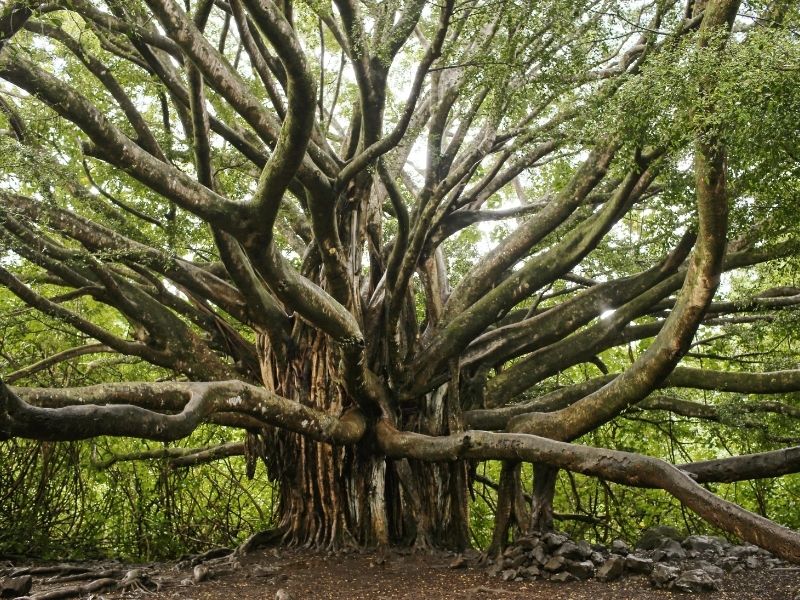 Trees That Grow in India